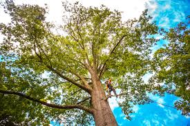 Best Tree Health Inspection  in Arbury Hls, IL