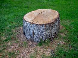 Best Arborist Consultation Services  in Arbury Hls, IL