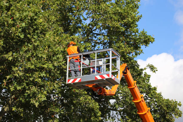 Lawn Watering Services in Arbury Hills, IL