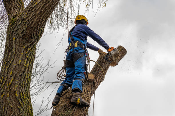 Best Tree Preservation Services  in Arbury Hls, IL