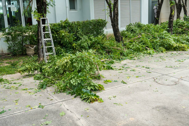 Reliable Arbury Hills, IL Tree Services Solutions