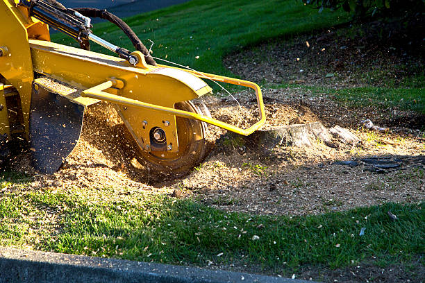 Best Lawn Maintenance Plans  in Arbury Hls, IL