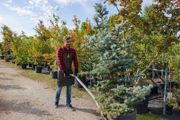 Best Tree Cabling and Bracing  in Arbury Hls, IL