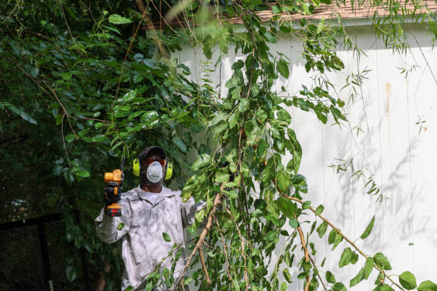 Best Fruit Tree Pruning  in Arbury Hls, IL