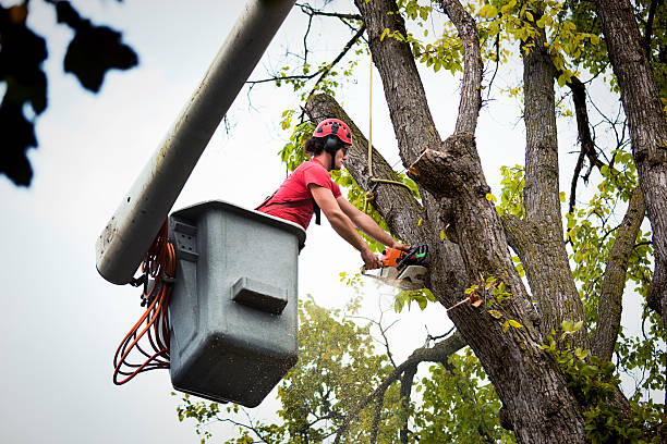 Best Emergency Tree Removal  in Arbury Hls, IL