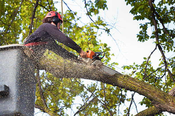 Best Tree and Shrub Care  in Arbury Hls, IL