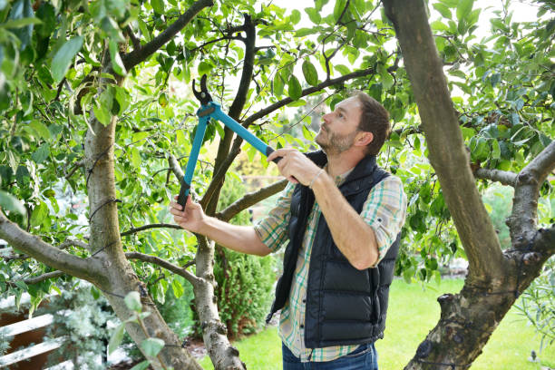 Best Hedge Trimming  in Arbury Hls, IL